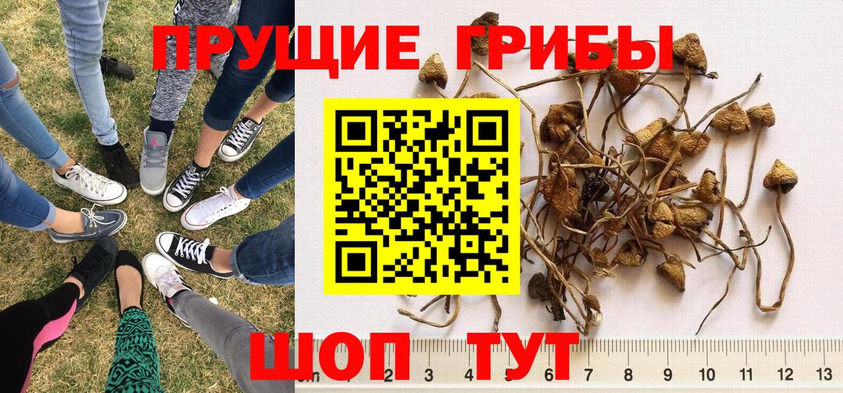Псилоцибиновые грибы MAGIC MUSHROOMS Астрахань